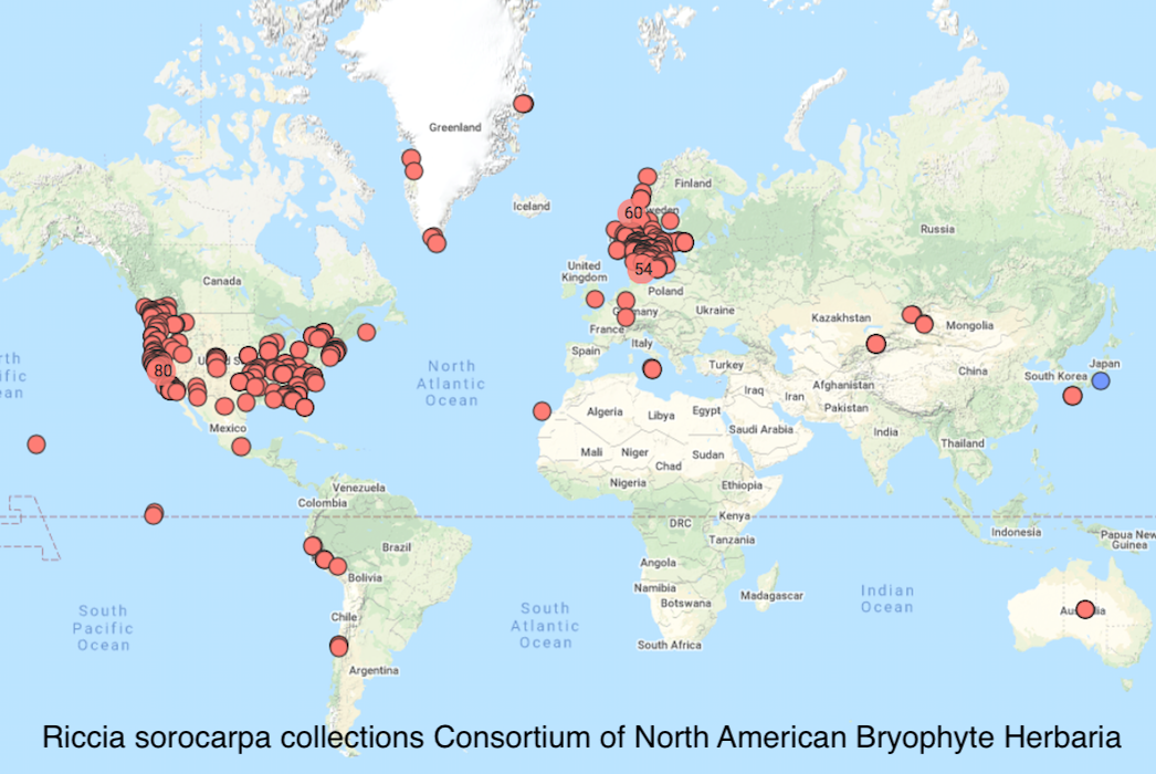 Riccia sorocarpa distribution