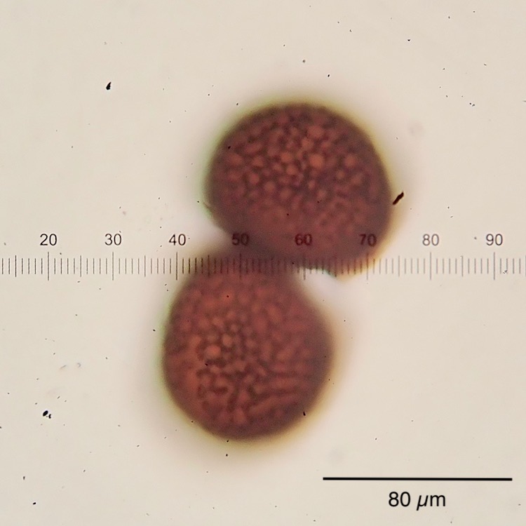 Riccia sorocarpa spores