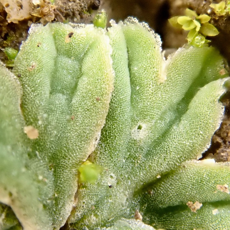 Riccia sorocarpa