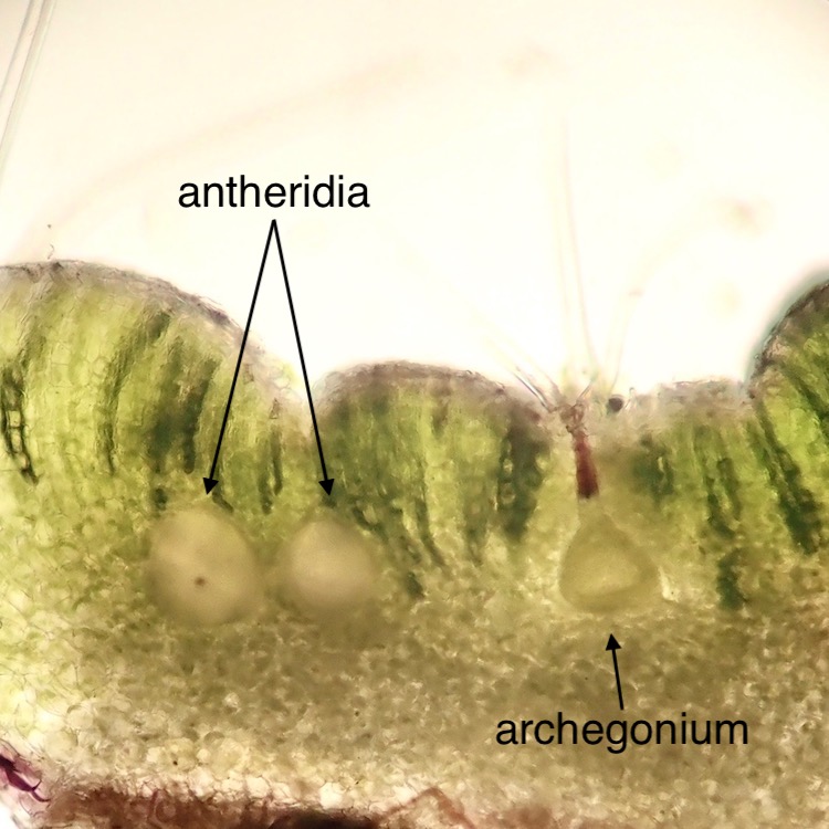 Riccia trichocarpa antheridia and archegonium