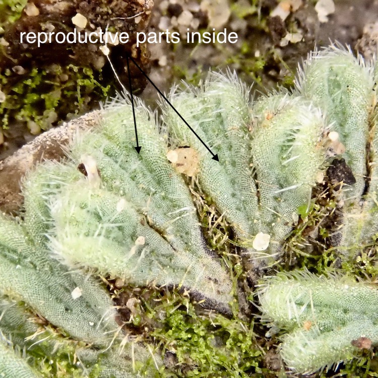 Riccia trichocarpa
