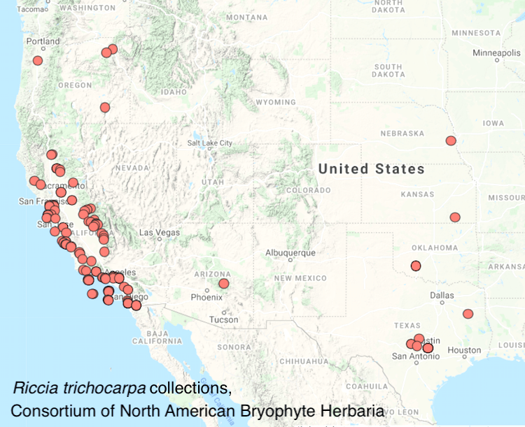 Riccia trichocarpa distribution