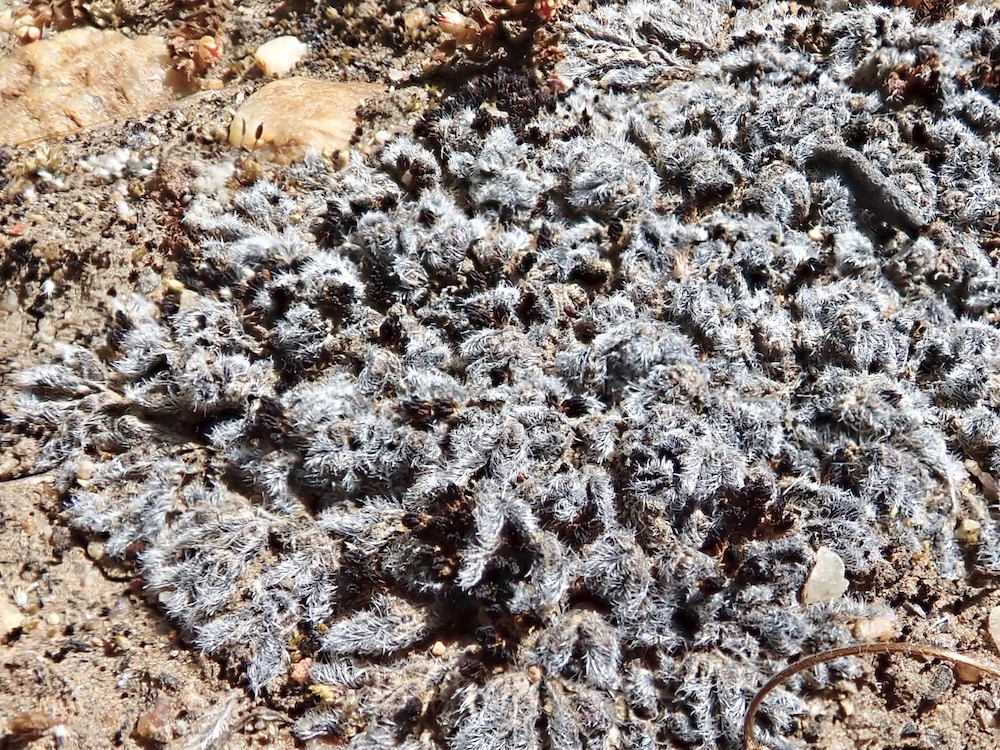 Riccia trichocarpa