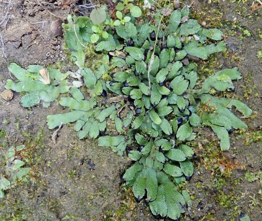 Targionia hypophylla