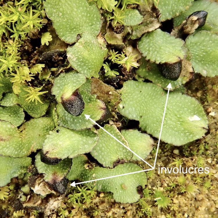 Targionia hypophylla