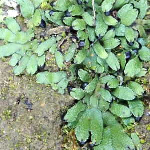 Targionia hypophylla