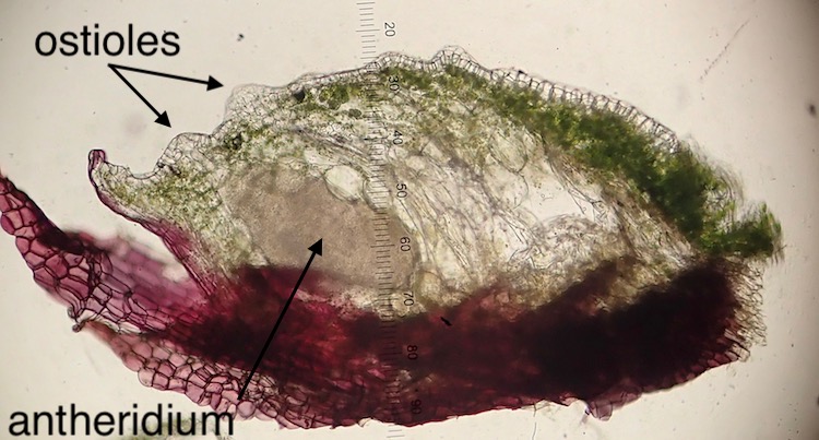 Targionia hypophylla