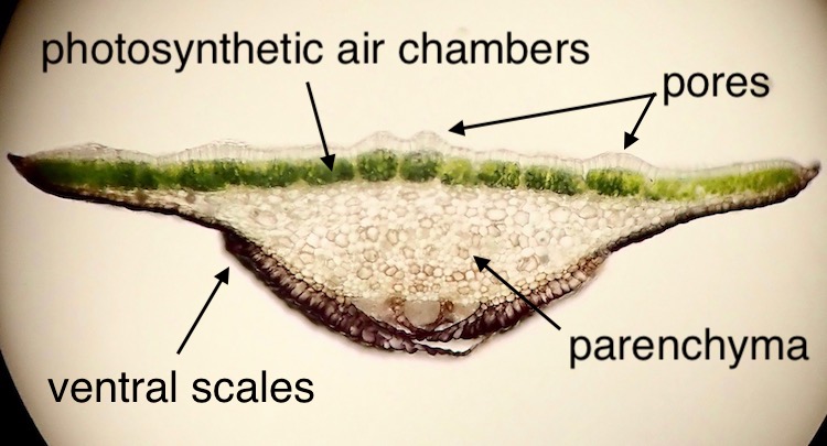 Targionia hypophylla