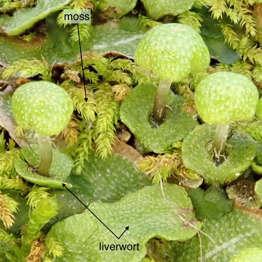 thalloid liverwort and moss