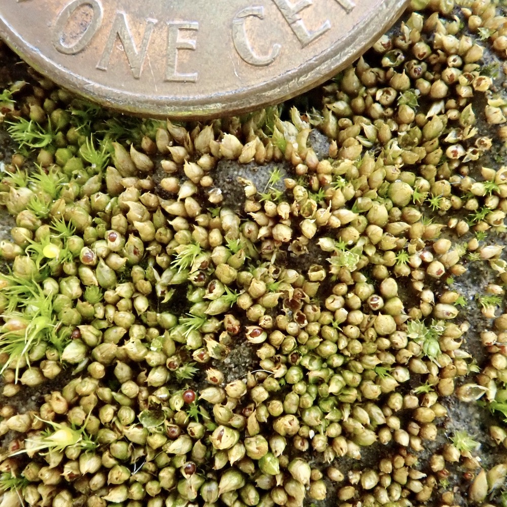 Acaulon muticum var. rufecens