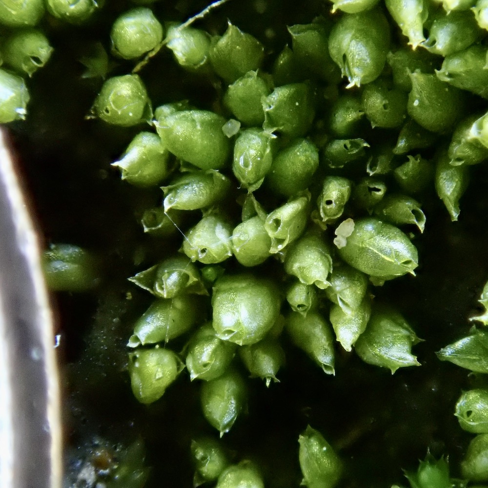 Acaulon muticum var. rufescens