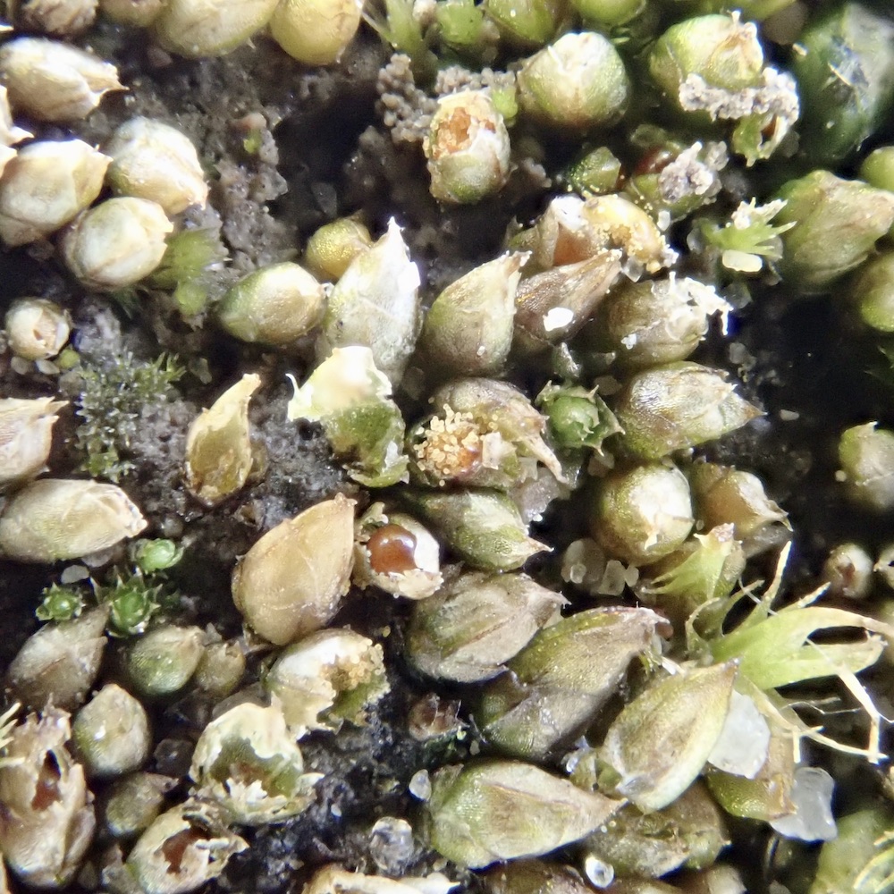 Acaulon muticum var. rufescens