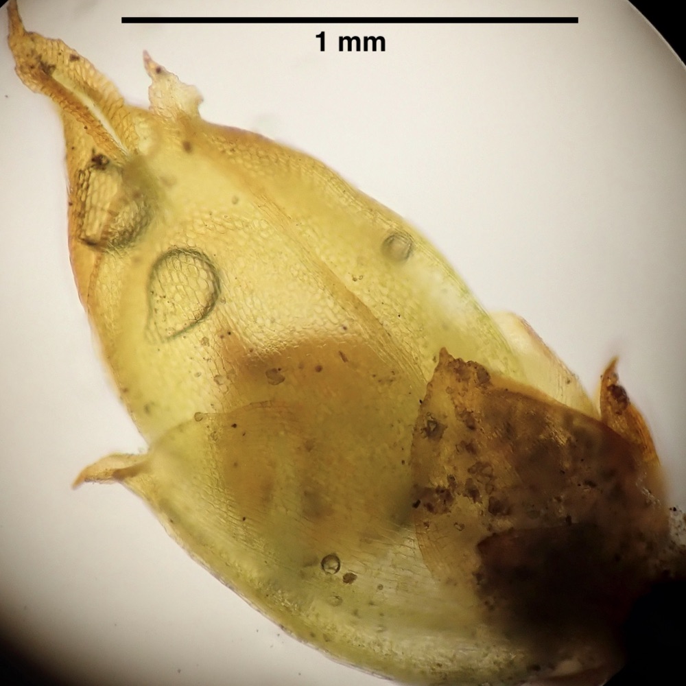 Acaulon muticum var. rufecens