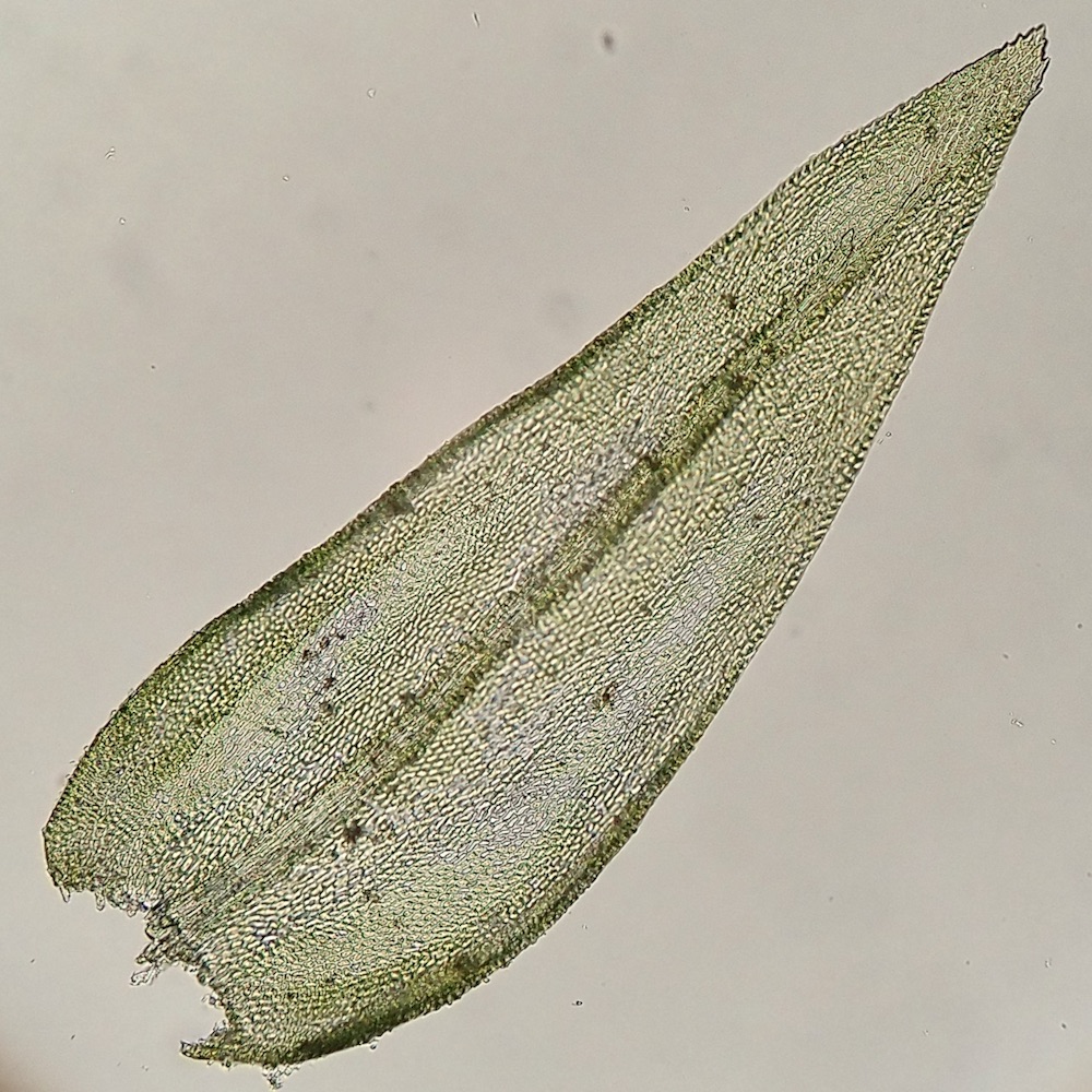 Bestia longipes branch leaf