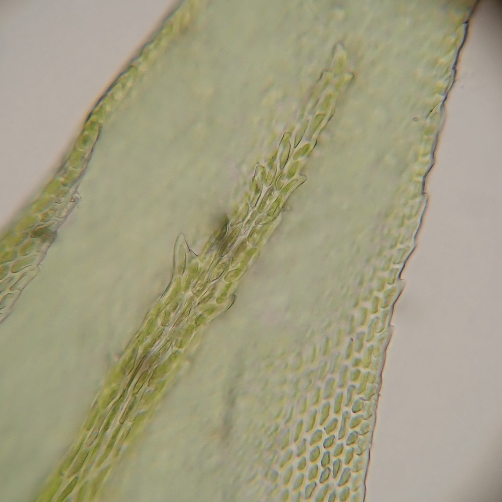 Bestia longipes costa spine