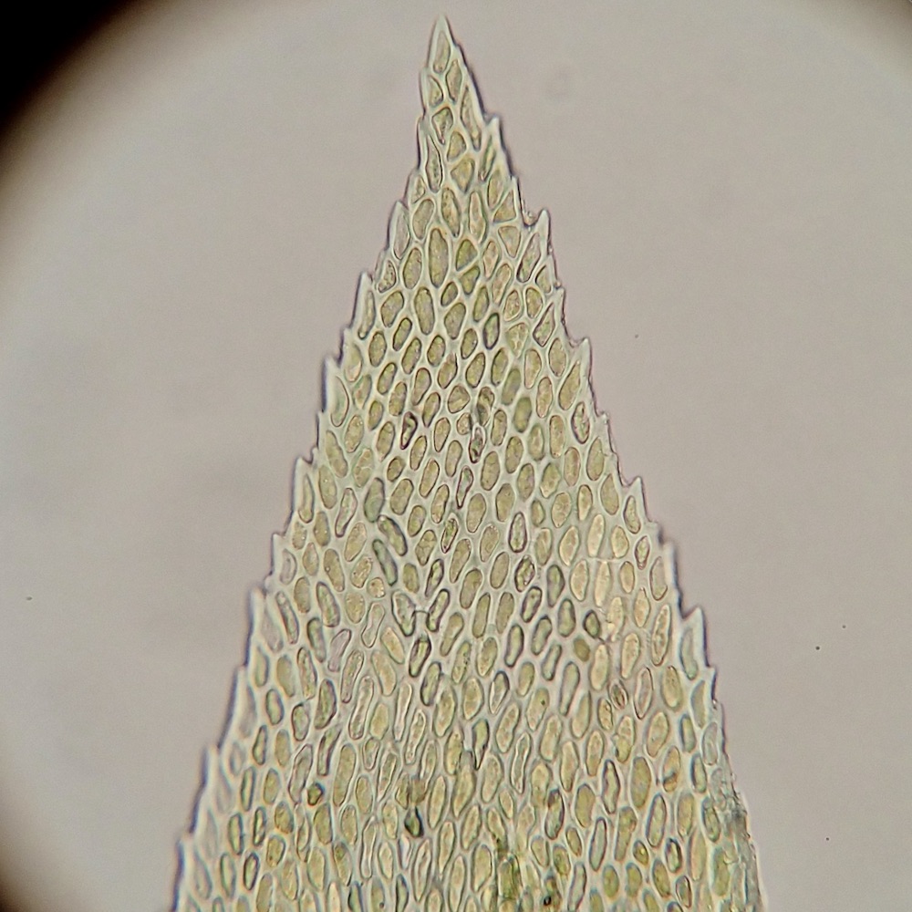 Bestia longipes leaf tip