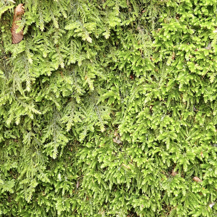 Nogopterium gracile and Bestia longipes