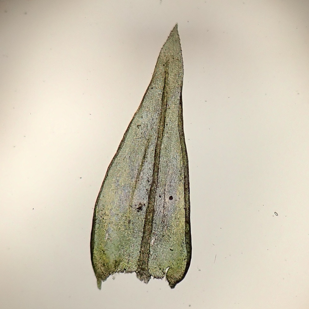 Bestia longipes stem leaf