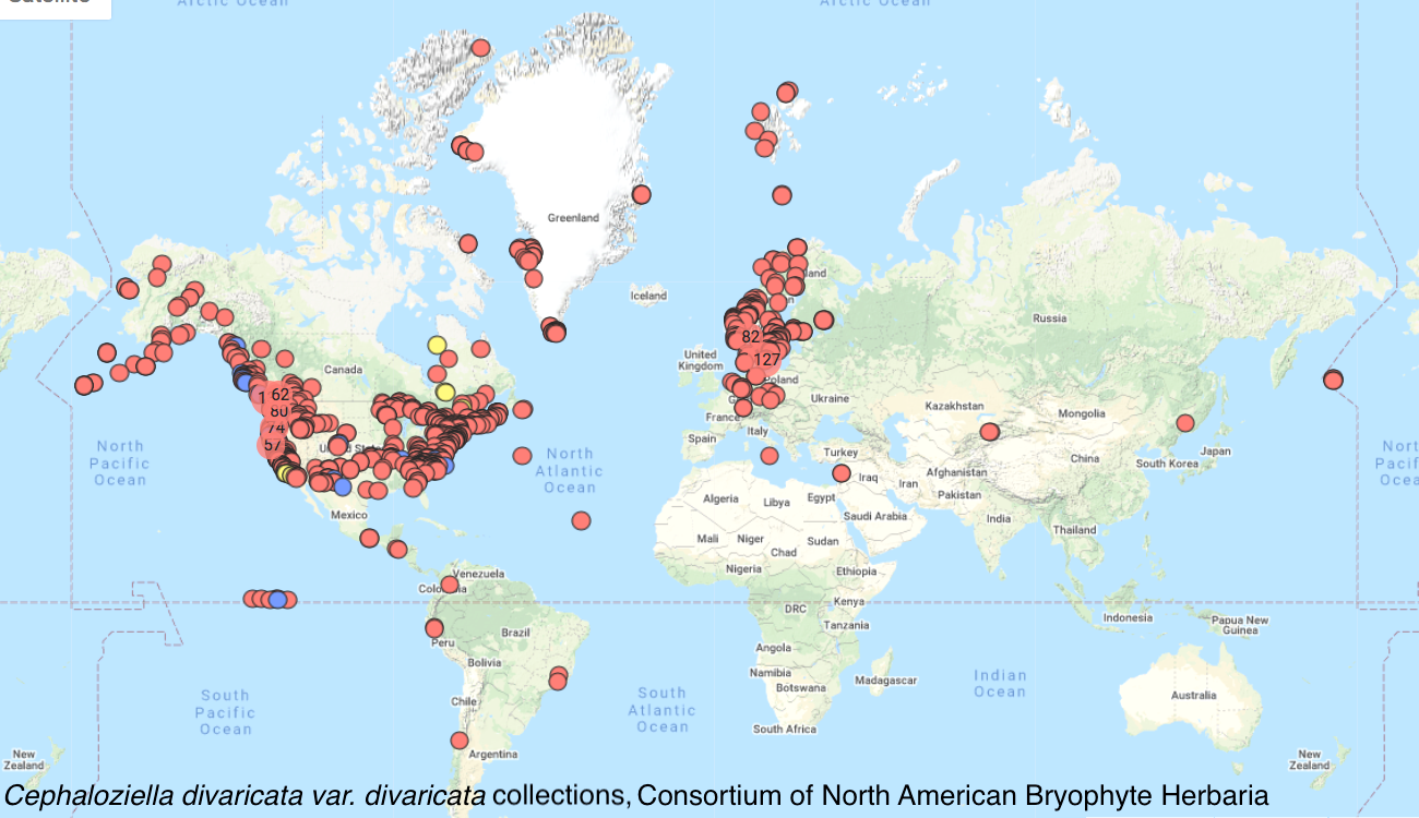 Cephaloziella divaricata distribution