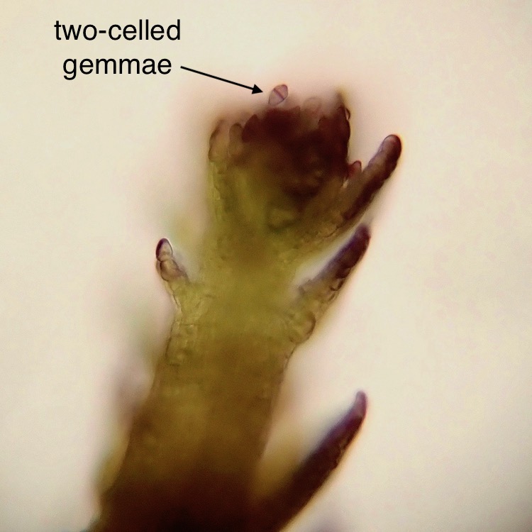 Cephaloziella divaricata gemmae