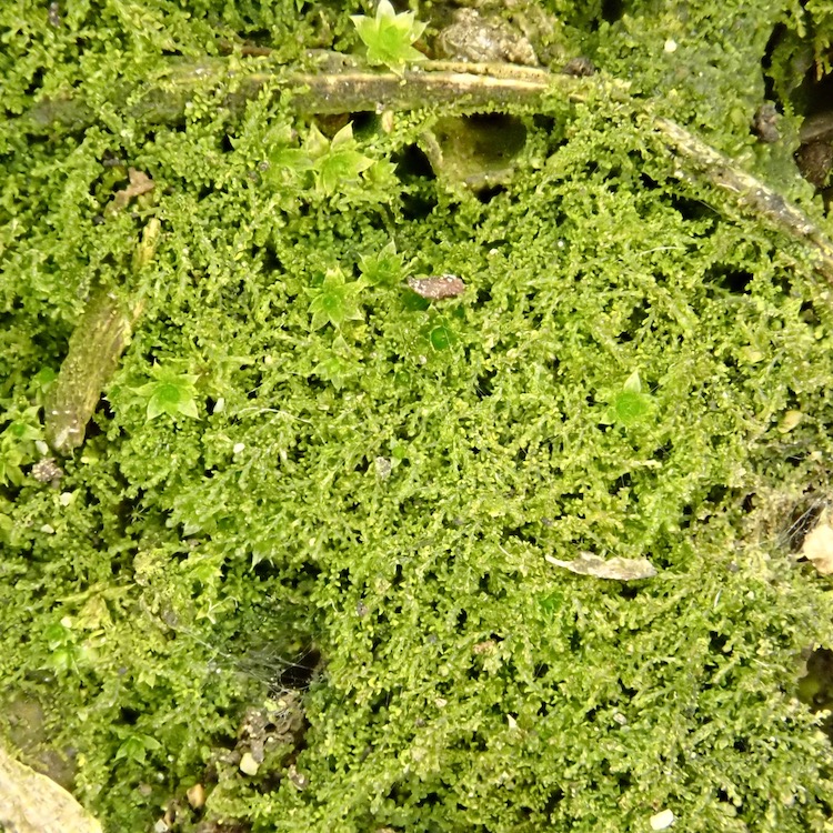 Cephaloziella divaricata