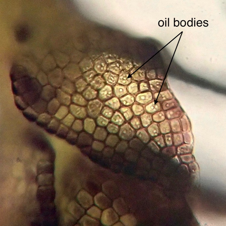 Cephaloziella divaricata oil bodies