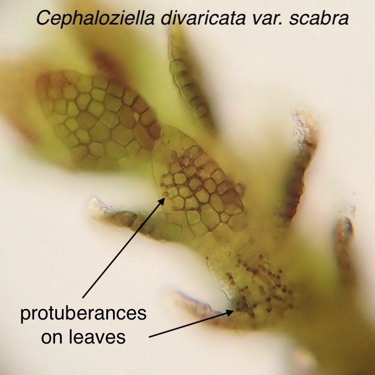 Cephaloziella divaricata var. scabra