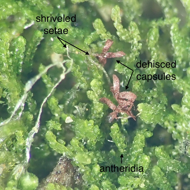 Cephaloziella turneri dehisced sporophyte