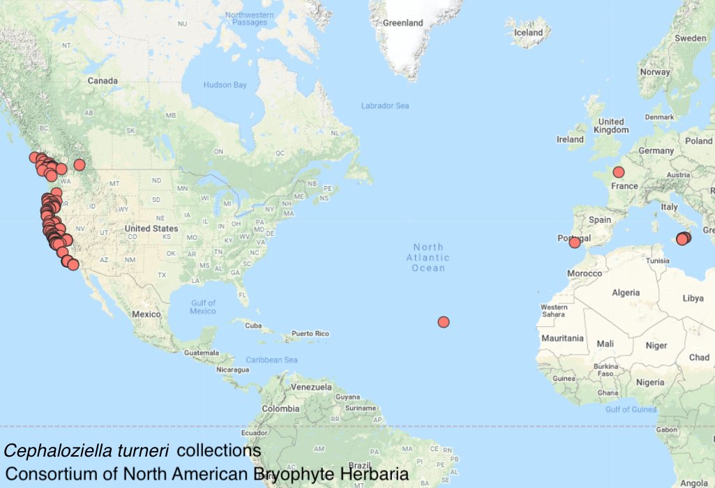 Cephaloziella turneri distribution