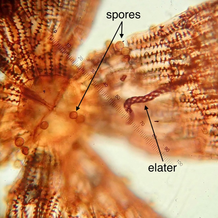 Cephaloziella turneri spores and elaters