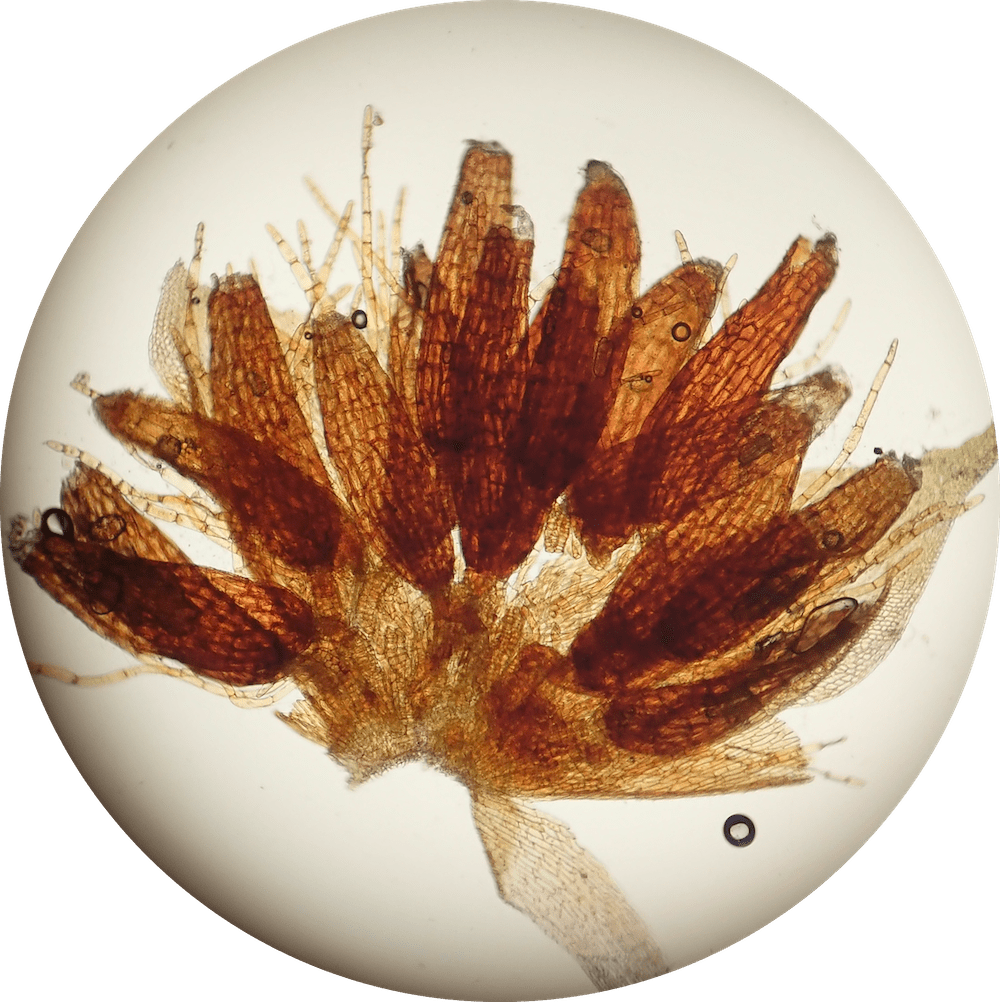 Dendroalsia abietina antheridia