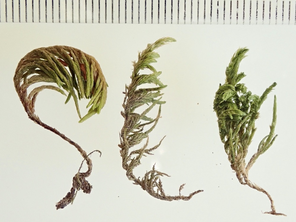 Dendroalsia abietina with Bestia longipes