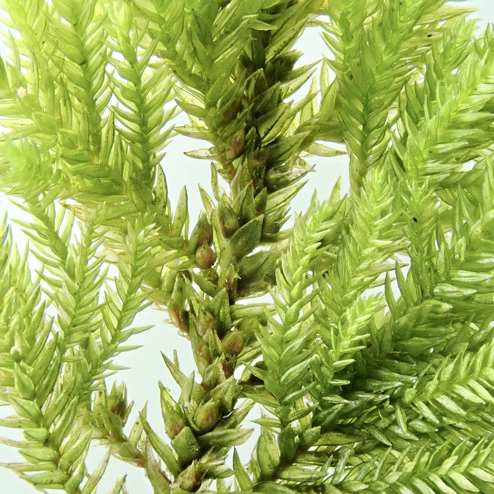 Dendroalsia abietina male plant