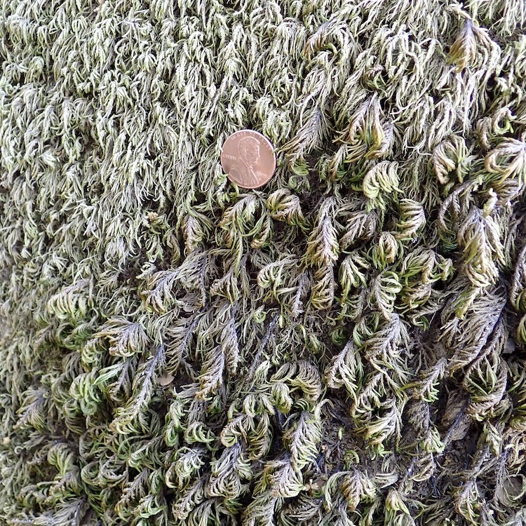 Nogopterium gracile and Dendroalsia abietina