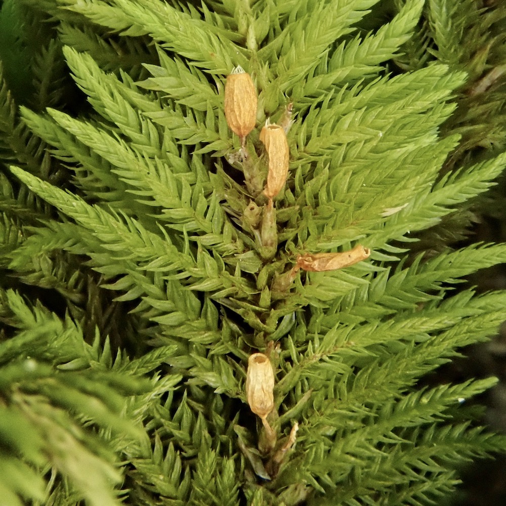 Dendroalsia abietina sporophytes