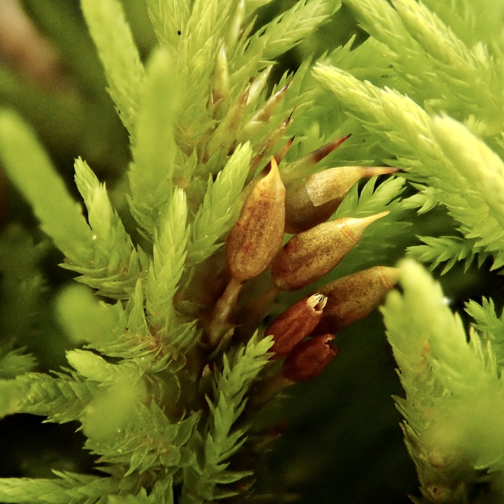 Dendroalsia abietina sporophytes