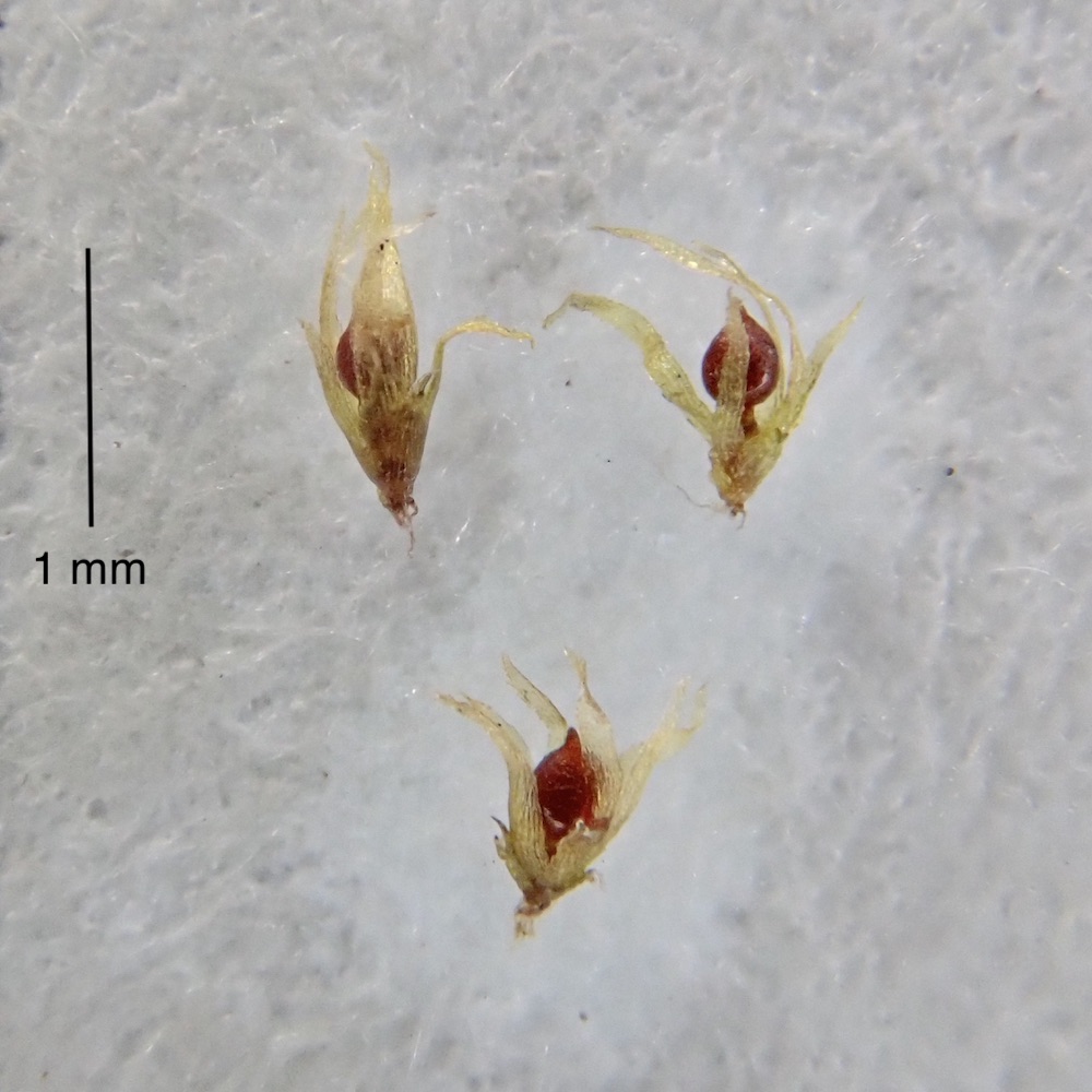 Ephemerum serratum plants moist