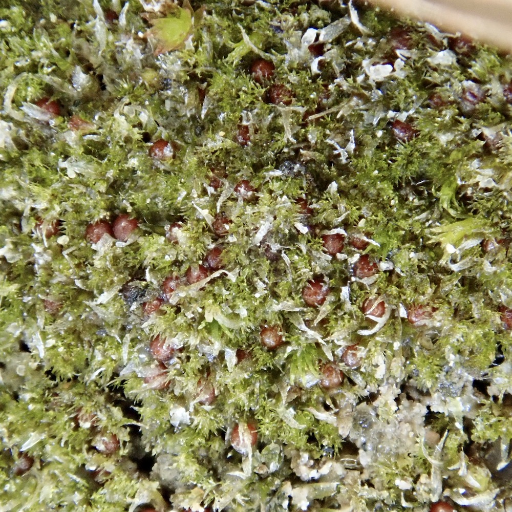 Ephemerum serratum protonema