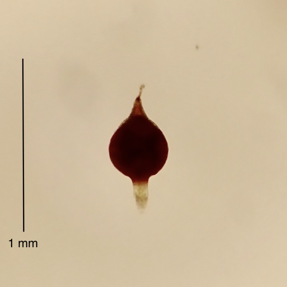 Ephemerum serratum sporophyte