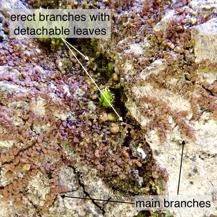 Frullania bolanderi