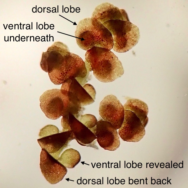 Frullania bolanderi dorsal view