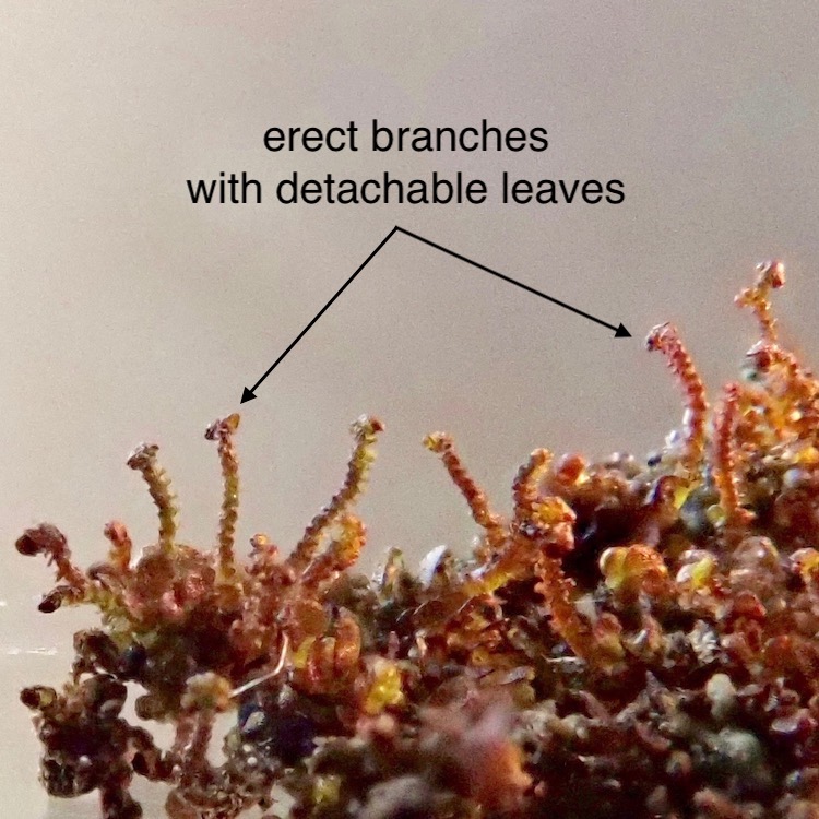 Frullania bolanderi erect branches