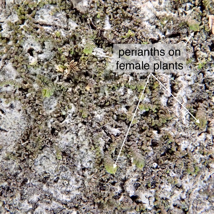 Frullania bolanderi females