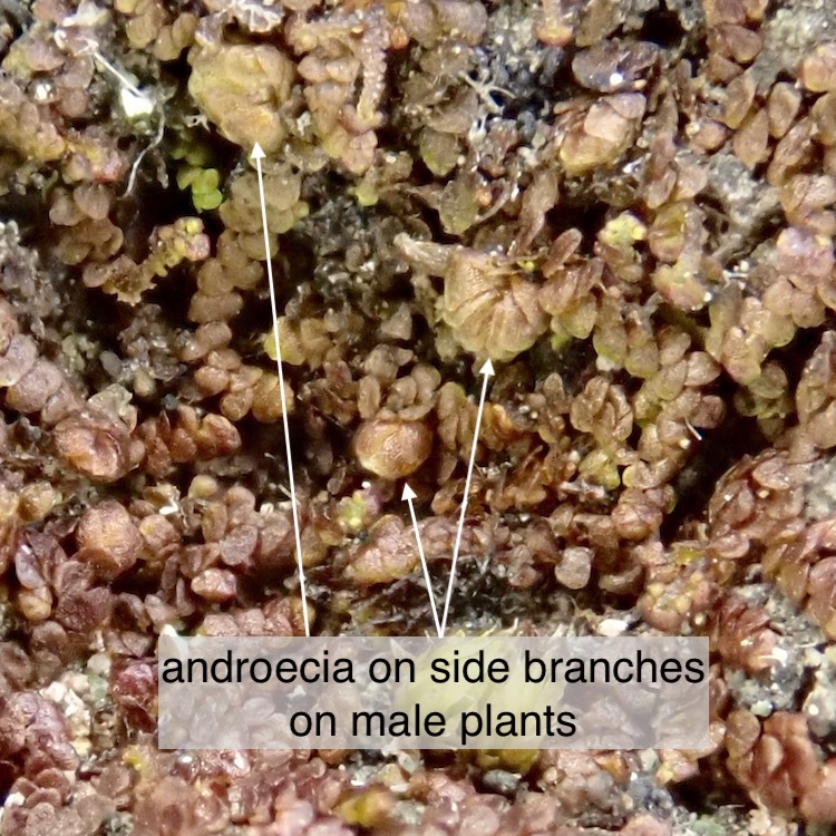 Frullania bolanderi males
