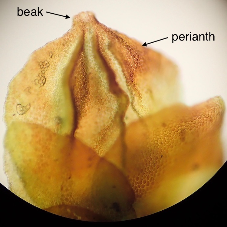 Frullania bolanderi perianth