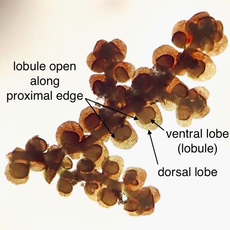 Frullania bolanderi ventral view