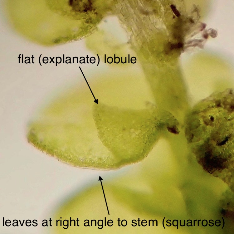 Frullania catalinae leaf