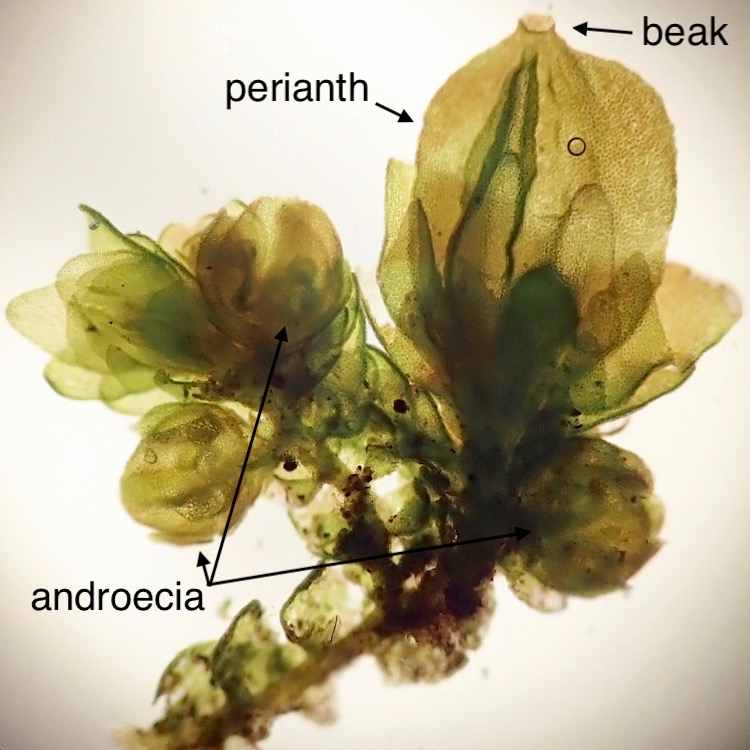 Frullania catalinae paraoicous