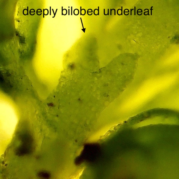 Frullania catalinae underleaf