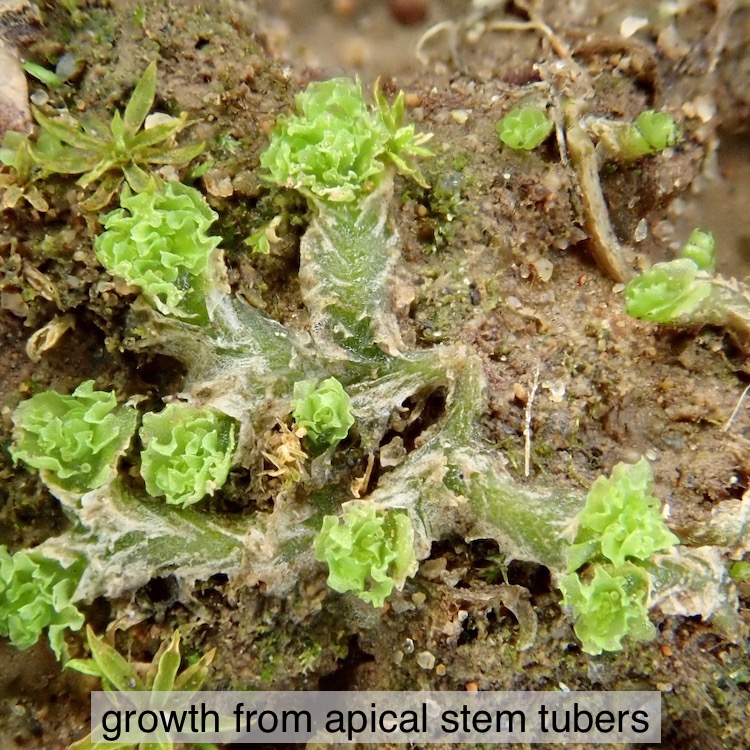 Fossombronia longiseta